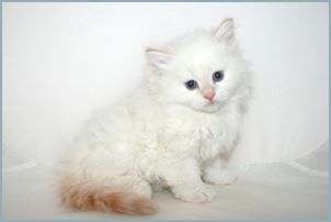 Male Siberian Kitten from Deedlebug Siberians